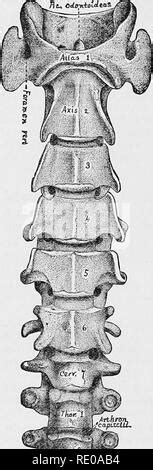 . Anatomy of the cat. Cats; Mammals. THE VERTEBRAL COLUMN. 5 ...