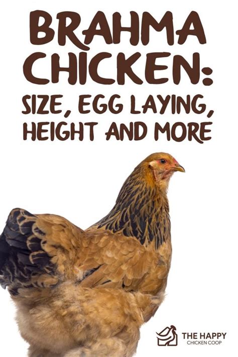 Brahma Chicken: Size, Egg Laying, Height and More…