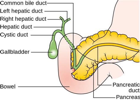 The Gallbladder and Gallstones: Problems and Possible Treatments | HealDove