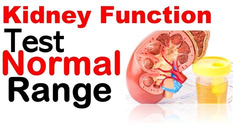 Kidney Function Test Normal Values Chart: A Visual Reference of Charts ...