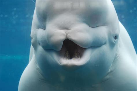 A Look at the Teeth of a Beluga Whale Underwater 9301636 Stock Photo at ...