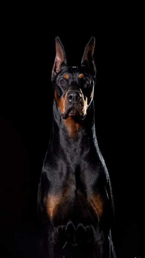 720P free download | Diablo, background, black, doberman, dog, pet ...