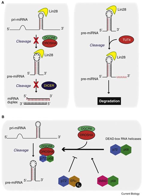 Aberrant Regulation and Function of MicroRNAs in Cancer: Current Biology