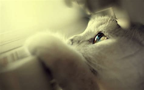 HD wallpaper: Cute White Cats Blue Eyes Widescreen, white long coat cat | Wallpaper Flare