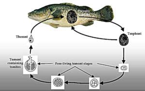 How to Identify and Treat Freshwater Ich - Aquarium Tidings