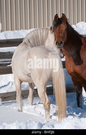 Horse mating behavior Stock Photo - Alamy