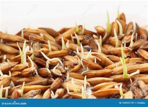 Rice Germination Stock Photography | CartoonDealer.com #130005584