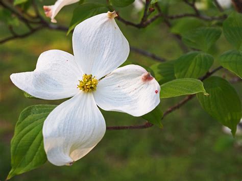 State Flower | The dogwood is the state flower of Virginia. … | Flickr