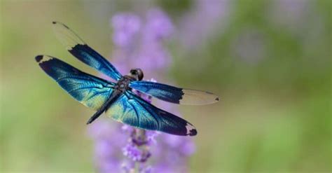 Blue Dragonfly Sightings: Spiritual Meaning and Symbolism