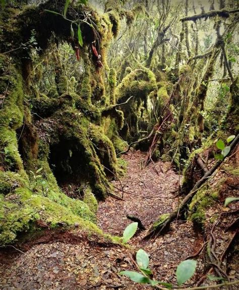 tempat menarik di hutan melintang perak - Stephen Johnston