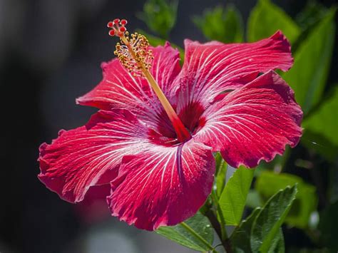 El Salvador National Flower - TRAVELBUCKETLIST