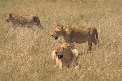 File:African lions in hunting.jpg