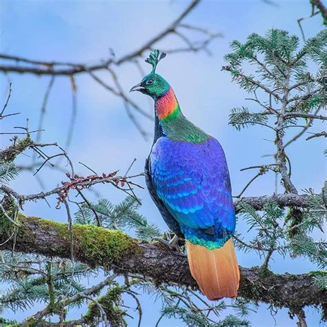 Nepali National Bird