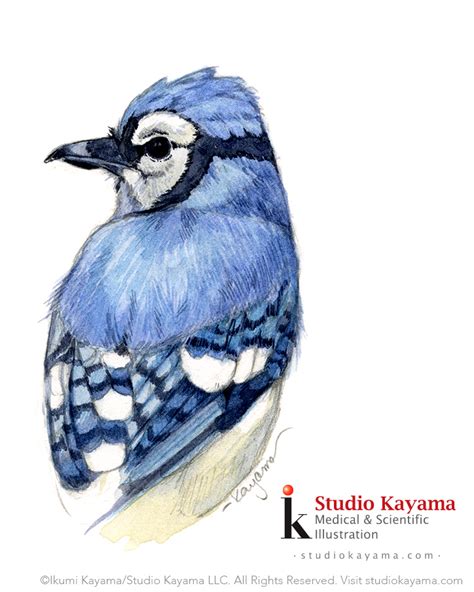 blue-jay-watercolor