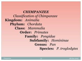 Chimpanzee | PPT | Free Download