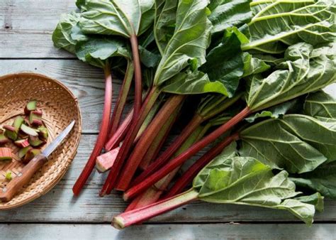 14 Absolute Best Rhubarb Varieties To Grow In Your Garden - Gardening Chores