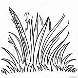 Grass Coloring Page 14860 11702 sketch template