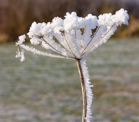 File:Hoarfrost reif.jpg - Wikimedia Commons