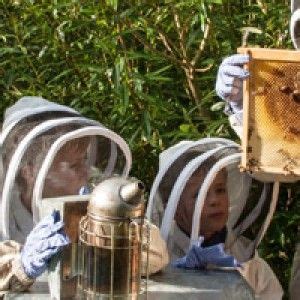 Getting Started - British Beekeepers Association (BBKA) | Bee keeping, Bee, Save the bees