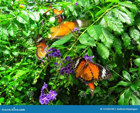 Butterfly in it`s habitat stock photo. Image of closeup - 131239100