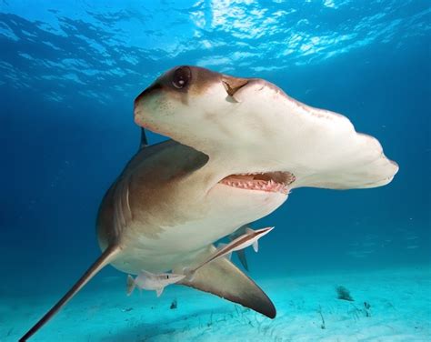 Great Hammerhead (Sphyrna mokarran) | about animals