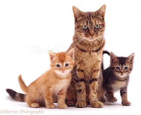 Mother cat and kittens photo WP05391