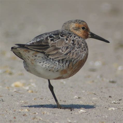 International Wader Study Group | » About Waders