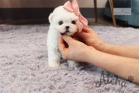 45+ Toy Bichon Frise Puppies For Sale Photo - Bleumoonproductions