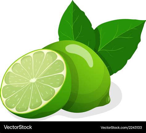 Fresh limes Royalty Free Vector Image - VectorStock