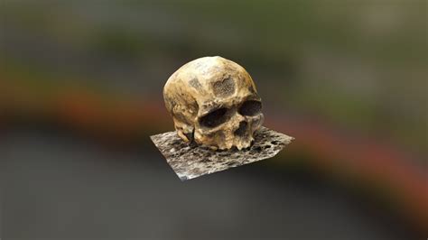 Cro Magnon Skull - 3D model by Egonzo (@bones) [12ab07c] - Sketchfab