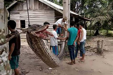 Giant python eaten by villagers after man wrestled with it | London ...