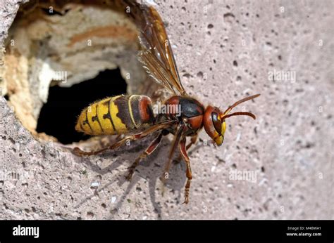 European hornet hi-res stock photography and images - Alamy