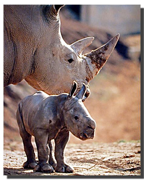 Baby White Rhinoceros Poster | Animal Posters