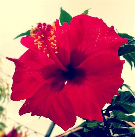 The famous Samoan Hibiscus. Bright Red Aute (Hibiscus Flower) So Pretty ...