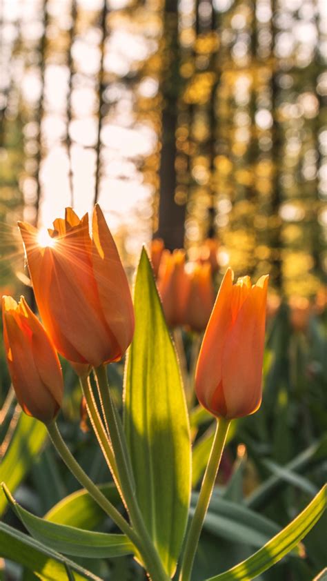 Download wallpaper: Orange tulips in sunrise 1242x2208