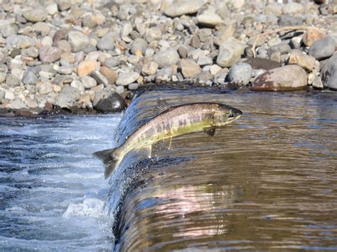 BC Coho and Chinook Salmon Spawning Habitat Analysis - CRM