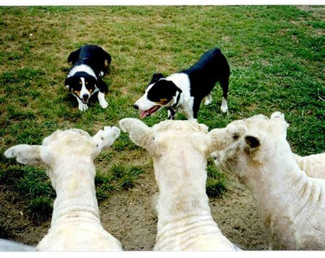 Quick judgements about herding training | Stale Cheerios