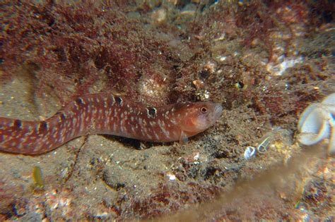 Butterfish | Arran Sealife