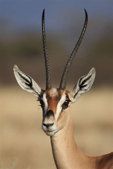 Grant's gazelle by Mogens Trolle on 500px | Africa animals, African ...