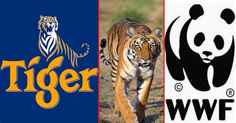 Tiger Beer and the WWF are Teaming Up to Save Tigers