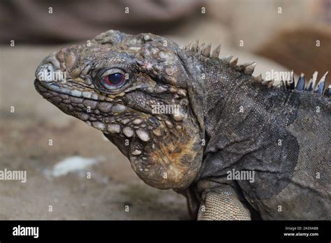 The Cuban rock iguana, Cuban ground iguana, Cuban iguana (Cyclura nubila) male in a natural ...