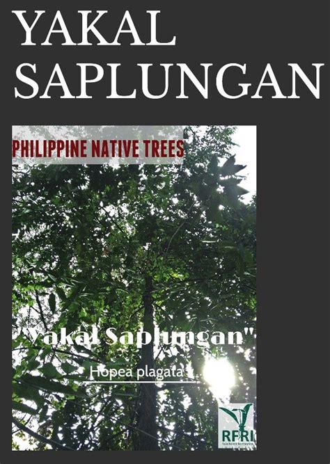 YAKAL SAPLUNGAN (Hopea plagata) Yakal Saplungan is known for its growth ...