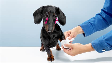 Joint Pain in Dogs: Causes, Symptoms, and Treatment | BetterVet