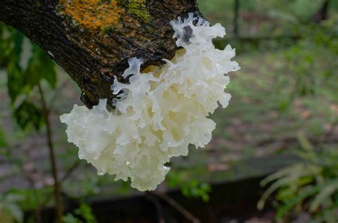 11 Wonderful Health Benefits of Tremella Mushroom - Mushroom Wisdom Inc.