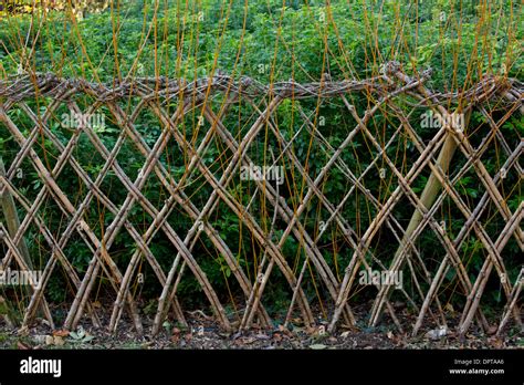 living willow fence ideas - Stacey Bedard