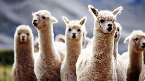 COVID-19: Llama nanobodies may offer new treatment