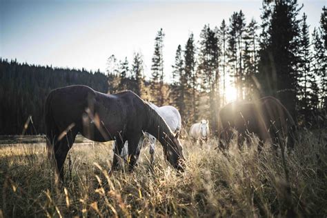 Lone Mountain Ranch, Montana | Unique Lodges of The WorldLone Mountain ...