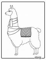 19 Llama Coloring Pages Free PDF Printables  Simply Love sketch template