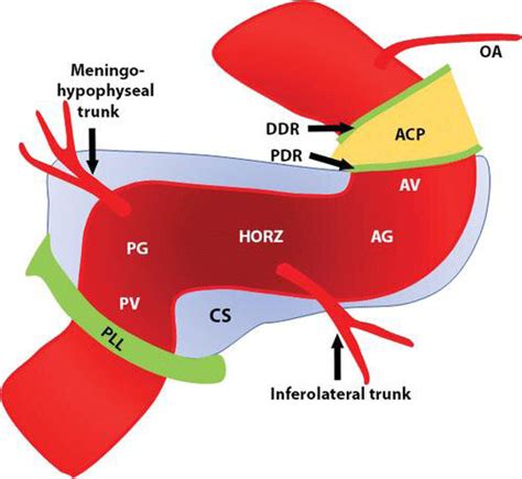 Diagram of the segments and major branches of the cavernous segment of... | Download Scientific ...