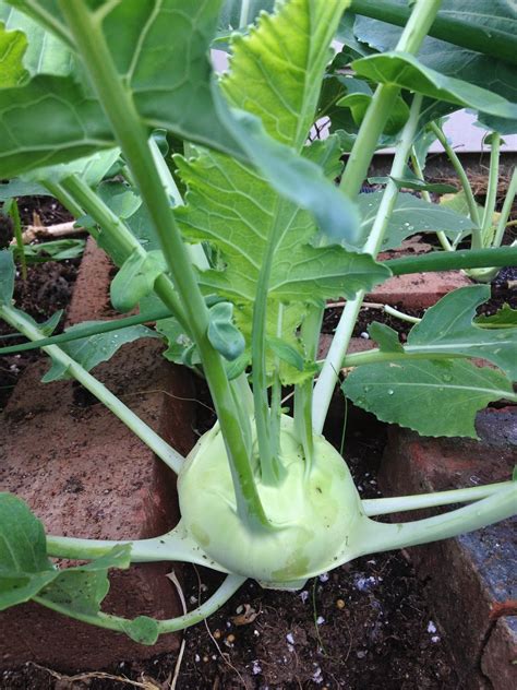 The Green Gardener: Kohlrabi